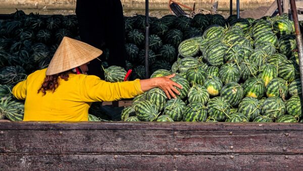 Person wearing a conical hat arranging a large pile of watermelons on a wooden boat.