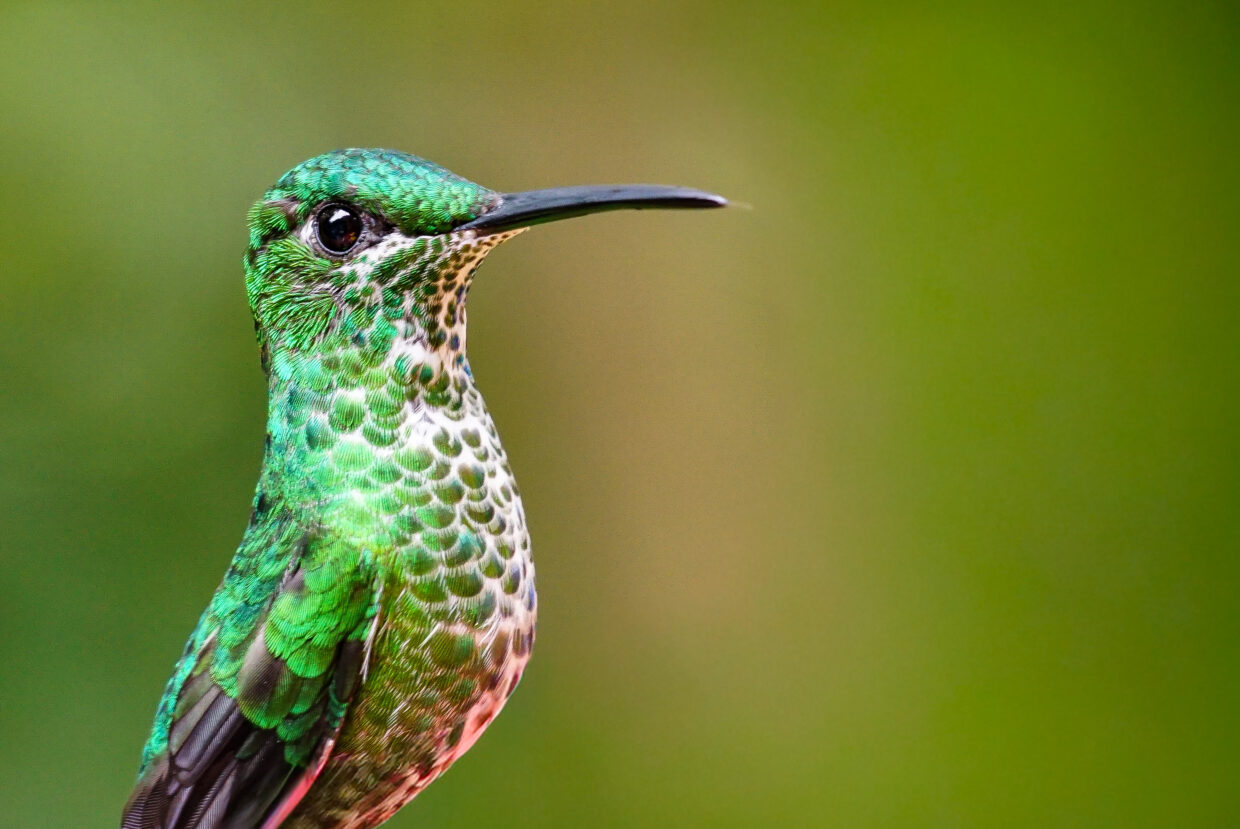 close up portrait of a green hummingbird